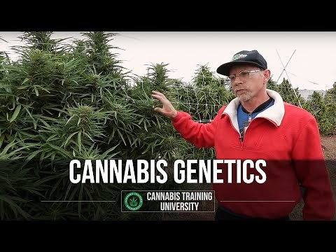 Cannabis Genetics - The Genetics of Cannabis Breeds - Cannabis Training University