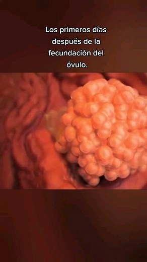 Un embrión es un ser vivo en las primeras etapas de su desarrollo, desde la fecundación, hasta que el organismo adquiere las características morfológicas de la especie. En el ser humano, el término se aplica hasta el final de la octava semana desde la concepción (fecundación). A partir de la octava semana, el embrión pasa a denominarse feto. El embrión se desarrolla dentro del saco amniótico, que lo protege y le proporciona el entorno adecuado para su crecimiento. Algunos eventos cruciales en la