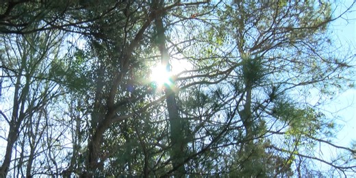 New Hanover County Commissioners split vote on funding park project