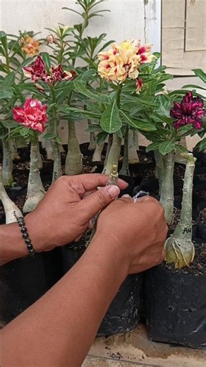 The easiest tips for grafting adenium👌