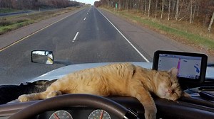Percy, the trucker cat: Lost and found