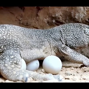 228K views · 789 reactions | Python Wraps Komodo Dragon To Death As It Tries To Steal Python's Hatching Egg | Equal Vision-সম্যক দৃষ্টি | Facebook