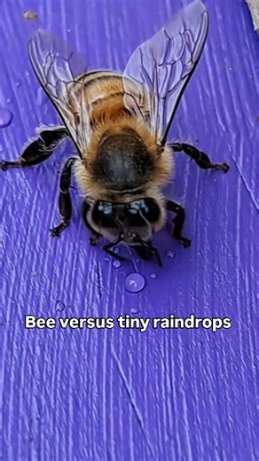 🥤🐝 The bee's mouthparts are called a proboscis. The proboscis consists of a long, slender, hairy tongue that laps at liquids and creates suction, as well as stiff supporting structures. #slurp #drinkwater #honeybee #bee #honey #thirsty #beesofinstagram #homeiswheremyhiveis | Home is where my Hive is