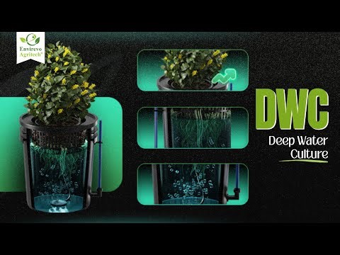 The Simplest Hydroponic System That Actually Works (DWC Guide)