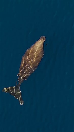 A rare beautiful encounter: a dugong in the reef 🥺😍 Every so often, the Great Barrier Reef gifts you a moment you’ll never forget: like crossing paths with a dugong gliding through the blue, beautifully captured by @pablocogollos_photography. These gentle “sea cows” feed almost entirely on seagrass meadows, making them a vital sign of a healthy reef ecosystem. Thriving seagrass means thriving dugongs. 🌿 Though the northern Great Barrier Reef is home to one of the largest dugong populations on