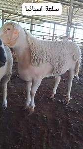 Sheep breeds سلالات الأغنام on Reels