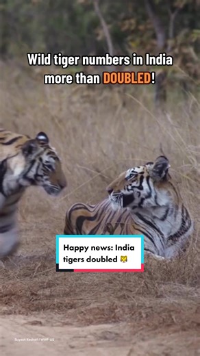 Now, that’s what we call a roaring comeback! 🐯 India’s wild tiger numbers more than doubled! #Tiger #Tigers #TigerTok #TigerConservation #WildlifeConservation #GoodNews #HappyNews #SuccessStory