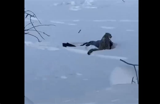 Snow Leopard Attack Caught on Video at China Ski Resort