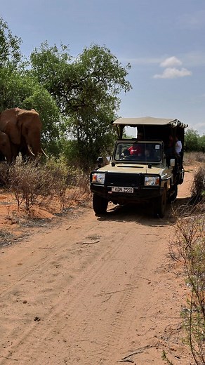 Lunchtime Lounge with the Locals 🐘☀️ When the Samburu sun is high, even elephants pause for a shady break. At Elephant Bedroom Camp, you don’t just watch wildlife — you share the moment. Would you stay cool under a tree with these gentle giants? 🌿👇 #elephantbedroomcamp #samburuwildlife #closeencounters #safarilife #elephantmoments #kenyatravel #intothewild #bucketlistsafari | Elephant Bedroom Camp - Samburu