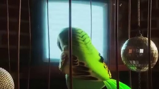 THE BIRDS New Animated Movie 2024 In Hindi Dubbed Cartoon Movie Full HD 2022 Urdu AngryBirds