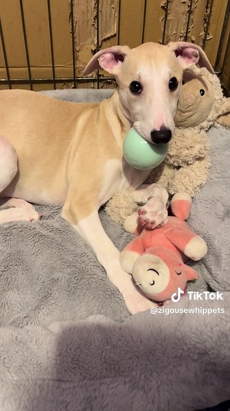 Bedtime Routine for Whippet Puppies