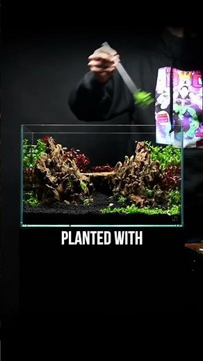 Aquascaping a UNS 45U with Dragon Stone #shorts
