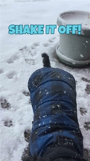Dog shakes off snow #cockapoo #rescuedog #snowdog #doglovers #dogparents #winterdog #dogsofyoutube