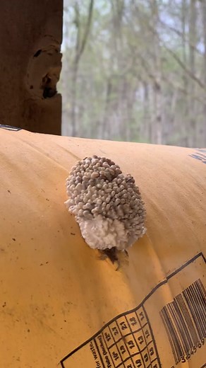 Gretchen Testa on TikTok