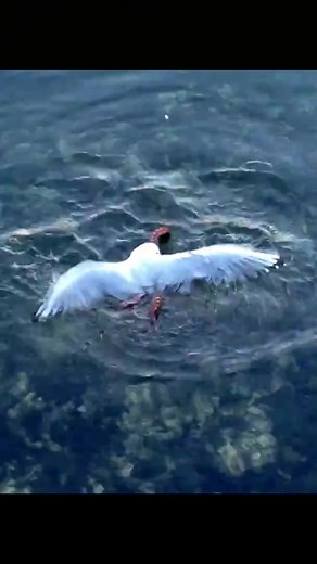 Octopus catches and eats a sea gull #octopus #seagull #animals #wildanimals #wildlife #viralvideo #fyp