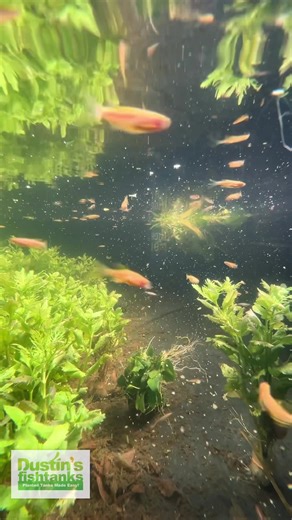 Feeding Long Fin Danios. Are you keeping these fish? 🐟 What do you feed them? Get a LARGE SCHOOL OF FISH for the most epic look of any aquarium. TANK ON! Follow us! @DustinsFishTanks https://linktr.ee/dustinsfishtanks