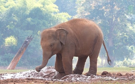 Leklek四岁啦！从拘束到自由奔跑小团宠每天都开开心心