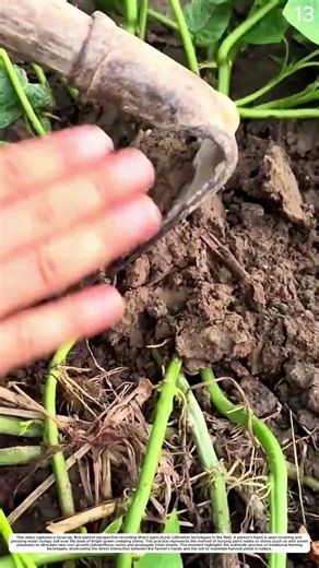 Stem Propagation: How Soil Covering Turns Vines Into New Growth