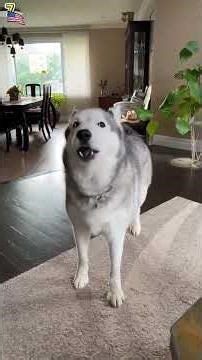 #cat #fun #funny #pet #dog #prank