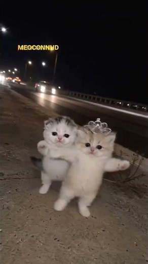 Mèo Con Vàng