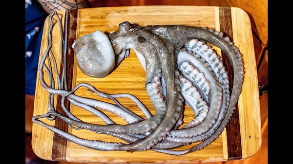 Catch And Cook Octopus Adventure