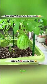Growing Watermelon in a Pot 😱 | An Amazing 110 Day Journey 🍉🔥 | RootRise | #shorts