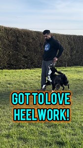 Heelwork, a fundamental exercise in dog training, often sparks strong opinions among trainers and handlers. Some view it as an essential skill that showcases discipline and coordination, while others find it overly rigid and challenging to perfect. Despite the controversy, when executed flawlessly, heelwork transforms into a mesmerizing performance. It exemplifies the harmony between dog and handler, moving in sync as if they share a single mind. This seamless collaboration not only demonstrates