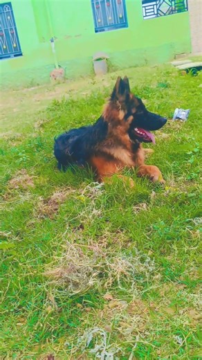 #dog#puppy #pets #petlovers#subscribe#cute#trending#like#share#shorts#youtube#quality#edit#follow