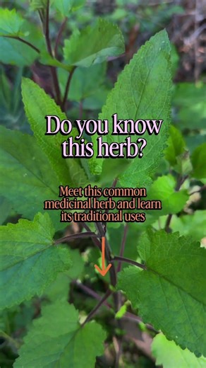 A coastal plant with a long history of medicine🌿