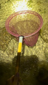 Gotta have the right stuff to go to the tide pools 💯🐠 #fyp#fishing#fish#tidepools#animals#reef#reeftank#nature#instagram#beach#beautiful#viral#ocean#sea#underwater#wild#wildlife#hawaii#hawaiifishing#hawaiifish#coral#monsterfish#octopus#pufferfish#catchandrealease#reels#educational#adventure#hawaiilife | Hawaiifish55g