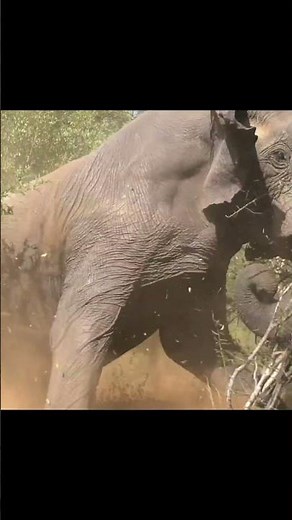 Elephant Charge in Botswana - Hunting like no other