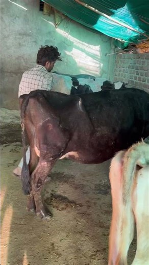 The cooler you keep the termites, the more money you make #trending #cow #farming #ytshorts #expl...