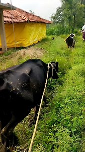 515K views · 22K reactions | Day128  follow madi support madi #diary #indiandairy #indiandairyfarmer #kannadavlog #kannadavillage #kannadiga #karnataka #vlogs | Adarsh Adhi | Facebook