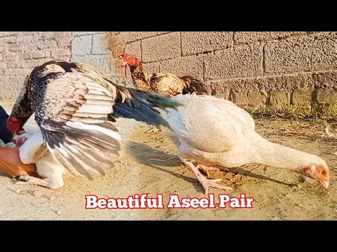 Aseel Breeding Pair Rooster and Hen | How do asil chickens meet | Aseel murga murghi