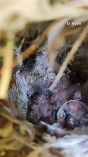 724 reactions · 8 comments |  Nature’s beauty inside my aviary...