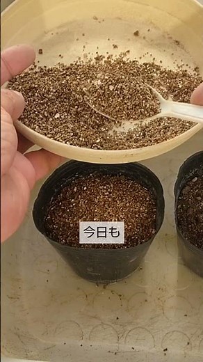 2/2【ベビーリーフ】種まき こうして種をまけば寒い時期でも確実に発芽します