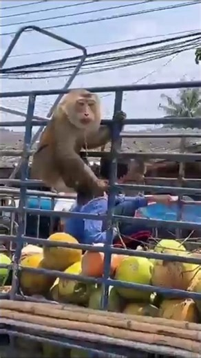 Is this a monkey or a hardworking laborer? #facts #shorts