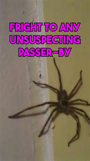 The Flat Huntsman Spider is Timid #firstaid #injury