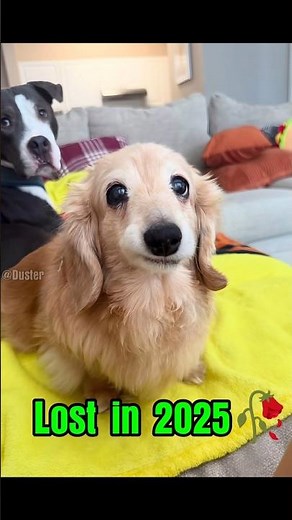 Popular Dog Memes Who Have Died (Then vs Now)😢#shorts#memes