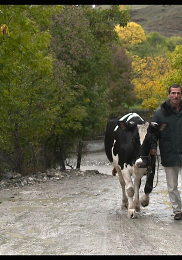 Holy Cow streaming: where to watch movie online?