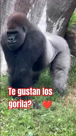 The gorillas are so handsome 😍 ❤️🤗👍