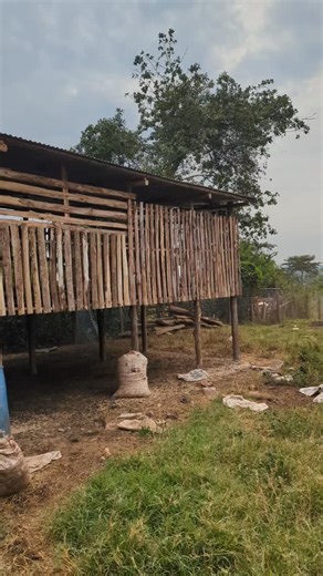 Global Vet (U) Ltd 🇺🇬 on Instagram: "A standard goat shelter should provide protection, comfort and easy management. Goat Farmers must ensure proper housing for goats. A good goat house should be easy, to clean, well be ventilated, Predator, leak, draught proof and provide enough floor space for the goats to avoid overcrowding and suffocation. #GlobalOnFarm"