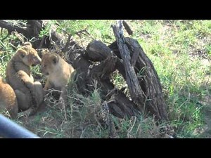 lion cub crying for mommy