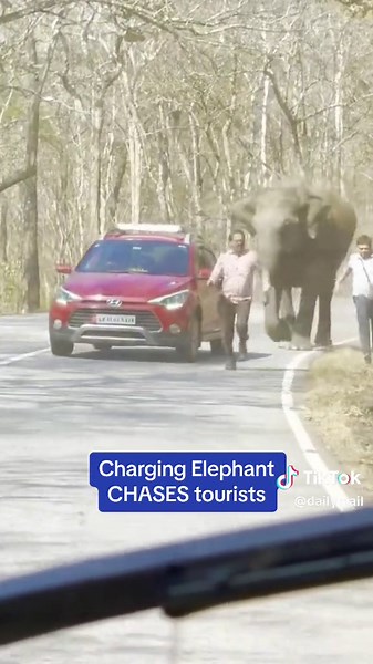 Terrifying Encounter with a Charging Elephant in India