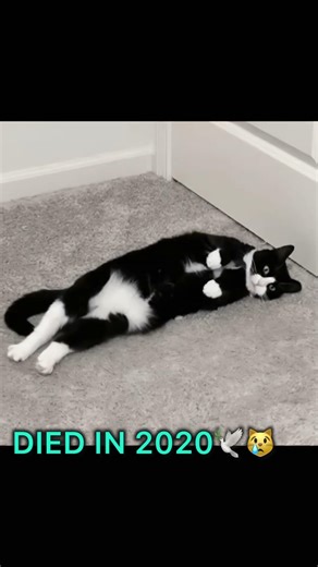 Famous legendary cat meme #cat #memes #catvideos #thenandnow
