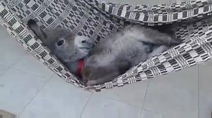 Donkey swinging in a hammock !! | Magical Greece
