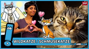 🐱 Wir lieben unsere Stubentiger. Eine 10 000-jährige Freundschaft zwischen Mensch und Katze – warum hat sich die Wildkatze freiwillig für ein Leben mit Bauern entschieden? | SRF Schweizer Radio und Fernsehen