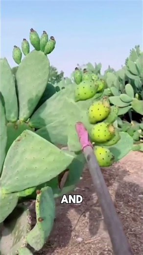 Why Is This Rancher Setting Cacti on Fire?