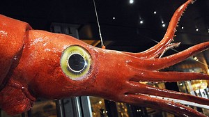 Giant Squid, Giant Eyes ... But Relatively Small Optic Lobe