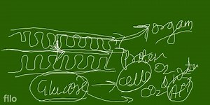 absorbs the digested food materials. The absorbed substances ar... | Filo